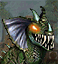 Greater Basilisk portrait.png