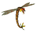 Dragon Fly render.gif