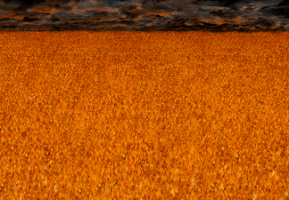 Fiery Fields 