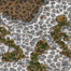 Rust Dragons map fullauto.png
