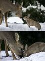 Deer and a rabbit.