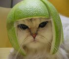 Limecat.