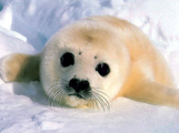 A seal.