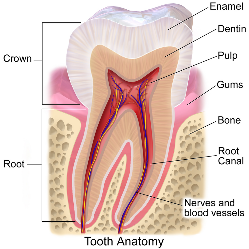 Crown (tooth) - iCopedia