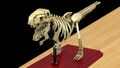 T-rex skelton alternate shot.jpg