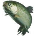 Rainbow trout.png