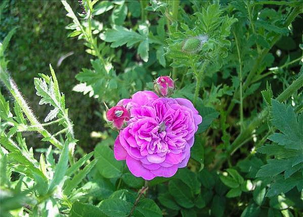 Arthur-Louis LETACQ - hybride rosa x centifolia-1-g.jpg