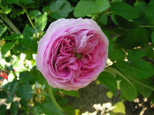 Christiane Fantola - hybride rosa x centifolia-1-g.jpg