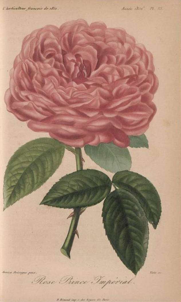 Prince Impérial – Rose-Biblio