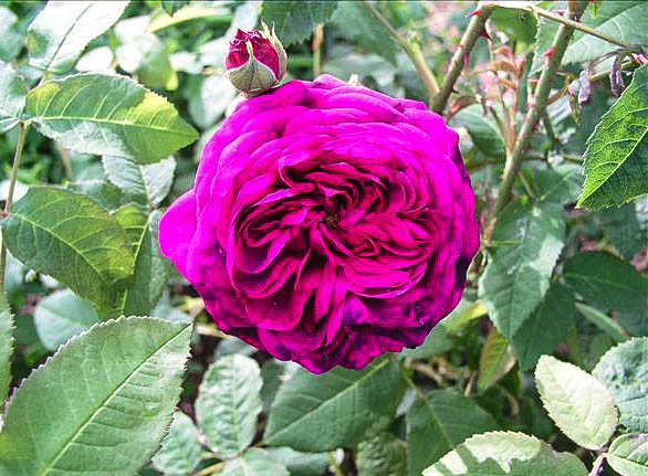 Jacqueline Vibert - hybride rosa x centifolia-1-g.jpg
