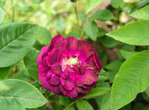 Serge et Madeleine - hybride rosa x centifolia muscosa-1-g.jpg