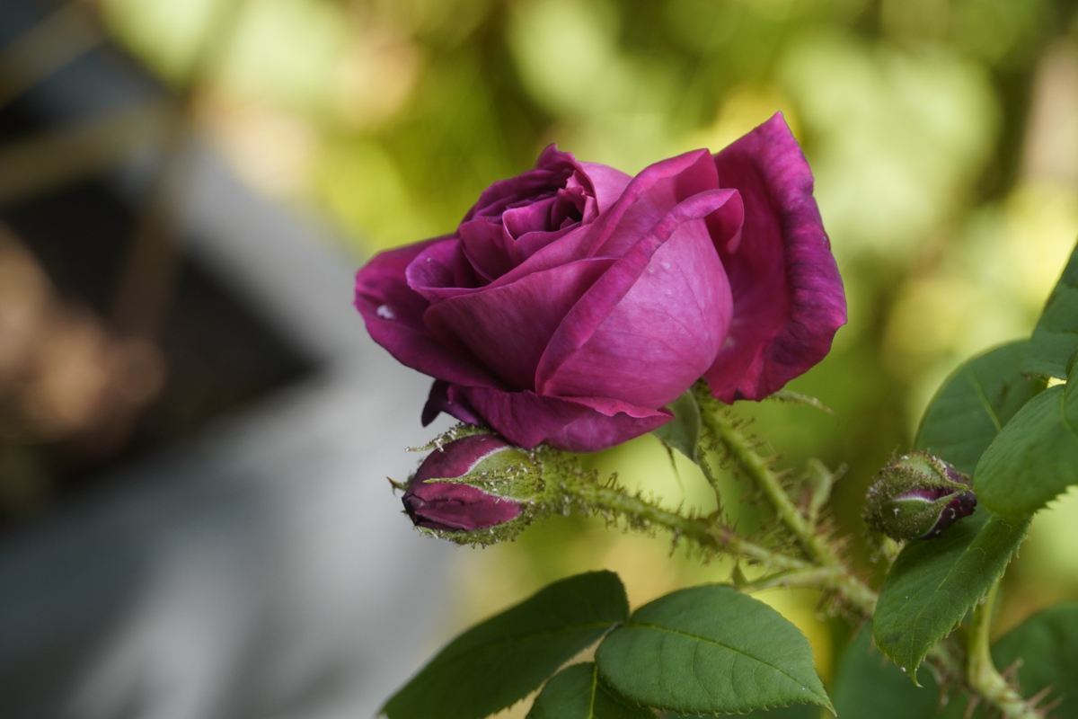 Black Boy – Rose-Biblio