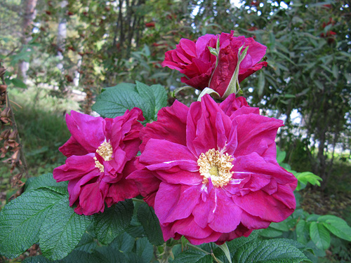 Moje Hammarsberg, Finnish Rose Society 6.jpg