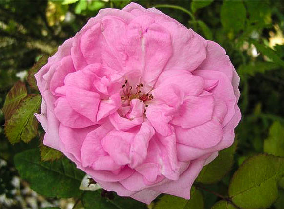 Ambroise GENTIL - hybride rosa x centifolia-1-g.jpg