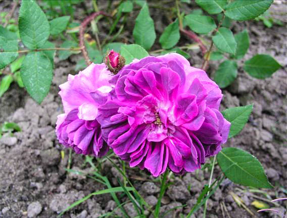 Cléonie - hybride rosa x centifolia muscosa-1-g.jpg