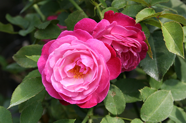 Sophie's Perpetual, Himeno Rose Nursery.jpg