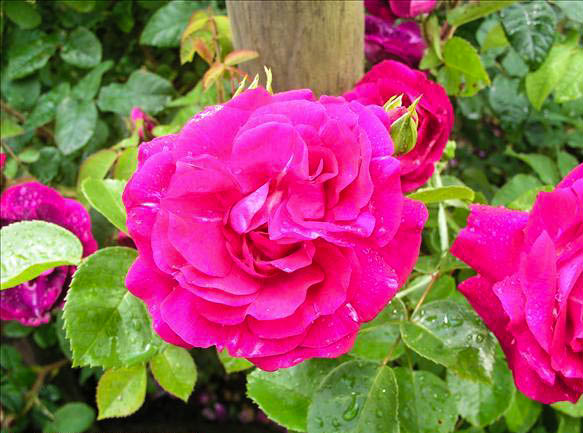 Joséphine Septier - hybride rosa wichurana-1-g.jpg