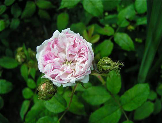 Claire Felloni - hybride rosa x centifolia muscosa-1-g.jpg