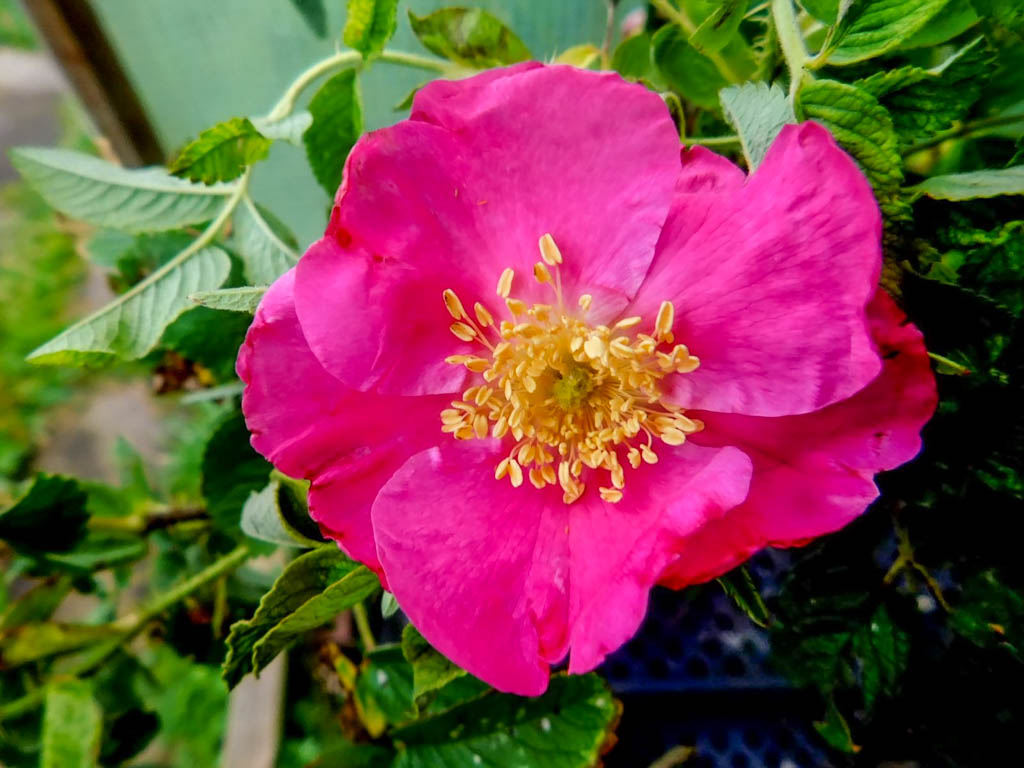 Rosa rugosa 'Melanocarpa' – Rose-Biblio