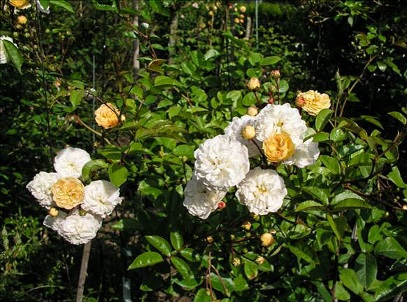 Madame Jocelyne Yvon de Pruillé - hybride rosa multiflora-1-g.jpg