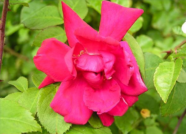 Belisama - hybride rosa rugosa-1-g.jpg