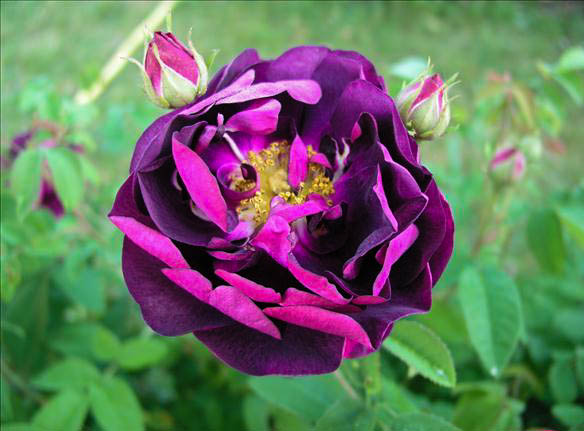 Christiane Morizot - hybride rosa x centifolia-1-g.jpg