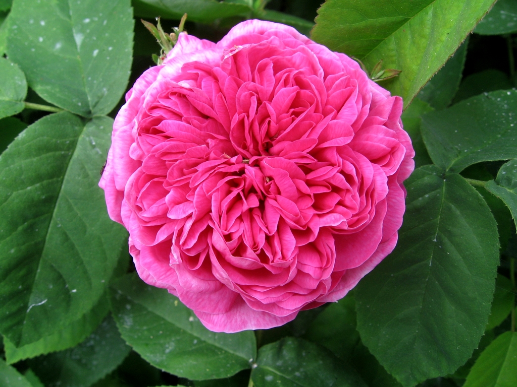 Rose de Resht – Rose-Biblio