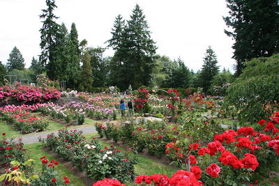 Portland International Rose Test Garden3.jpg