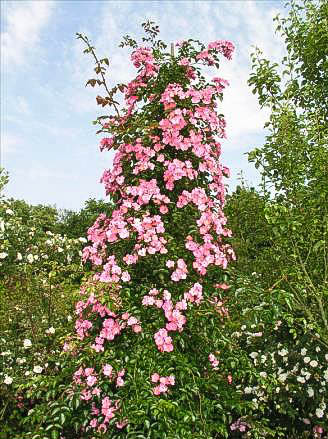 Rose Passavant - hybride rosa wichurana-1-g.jpg