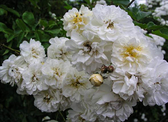 Guiraut de Borneil - hybride rosa longicuspis-1-g.jpg