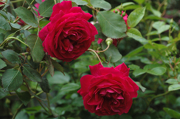 Gruss an Teplitz, Himeno Rose Nursery.jpg