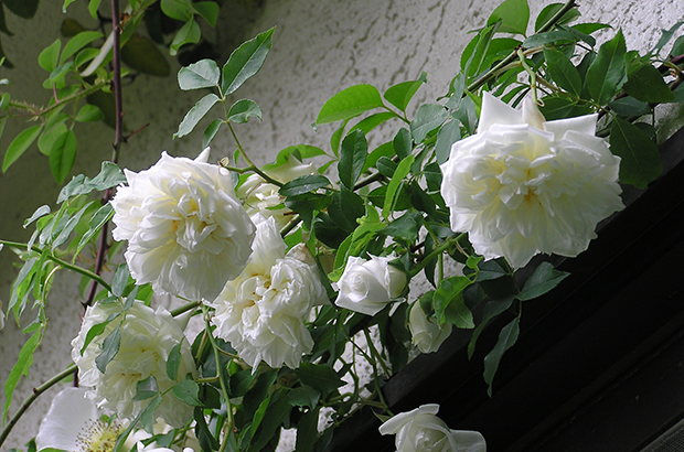 Lamarque, Himeno Rose Nursery.jpg