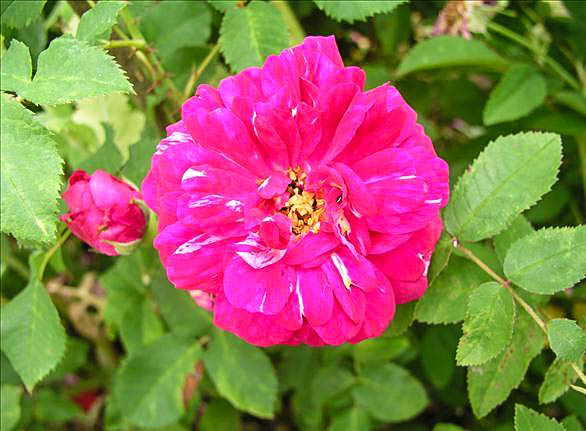 Princesse Enora - hybride rosa x centifolia-1-g.jpg