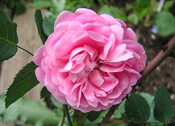 Anna Marly - hybride rosa canina-1-g.jpg