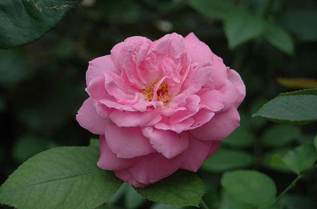 Champion of the World, Madame de Graw, Himeno Rose Nursery.jpg