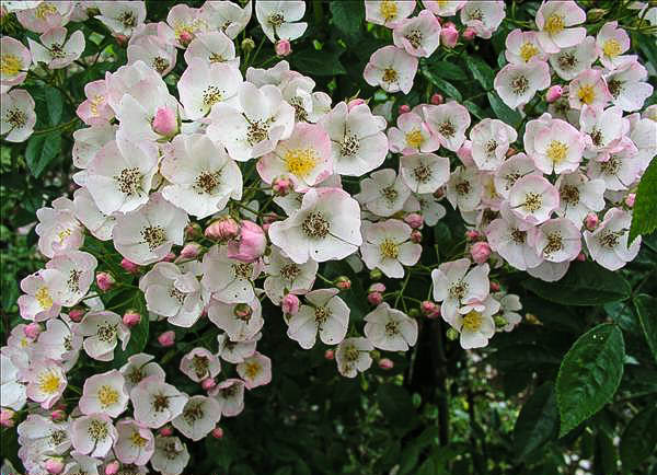 Giacomo Insanguine - hybride rosa multiflora-1-g.jpg