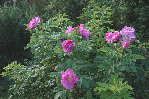 Monte Rosa, Finnish Rose Society 2.jpg