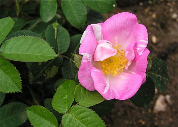 Angélique des Mesliers - hybride rosa x macrantha-1-g.jpg