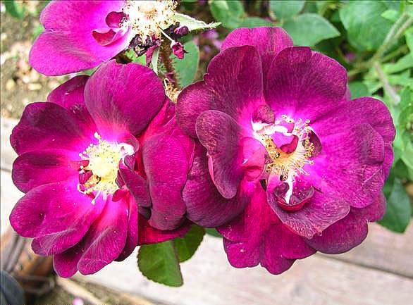 Jacques DUSSER - hybride rosa x centifolia muscosa-1-g.jpg