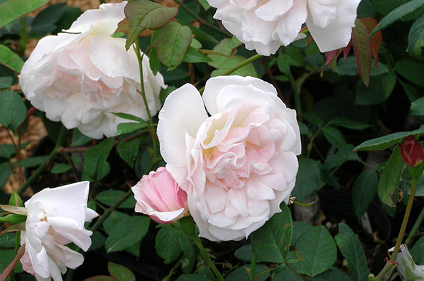 Hume's Blush Tea-scented China, Himeno Rose Nursery.jpg