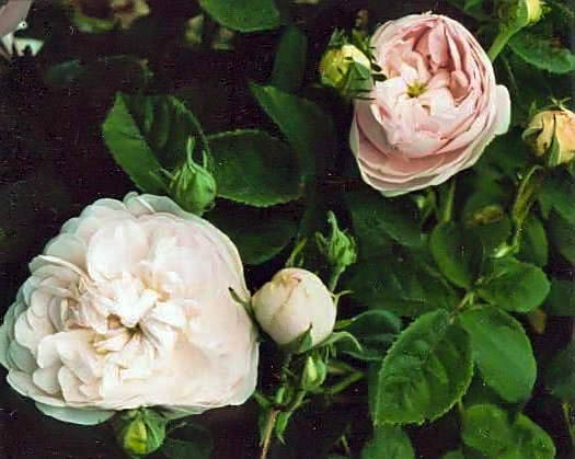 Rosa centifolia prolifera de redoute filtered-3-g.jpg