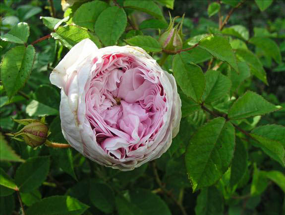 Daphné Filiberti - hybride rosa gallica-1-g.jpg