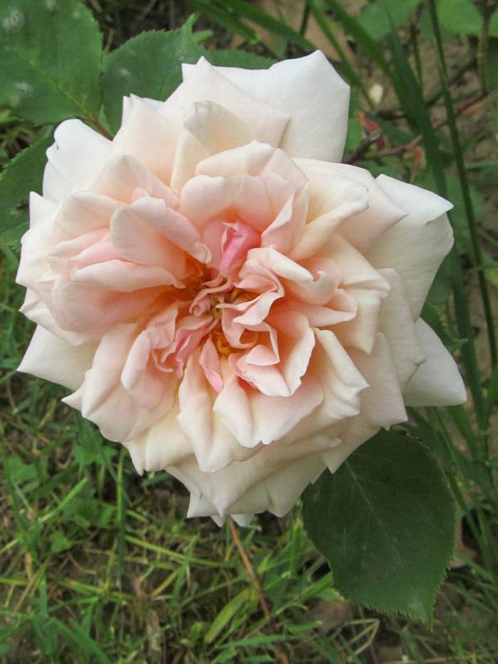 Madame Edmond Rostand – Rose-Biblio