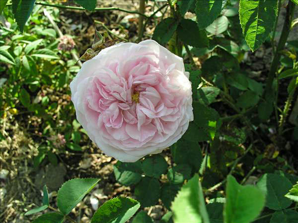 Déesse de Saint Fray - hybride rosa x centifolia-1-g.jpg