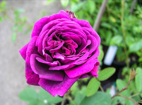 Maria Virginia Serrano - hybride rosa x centifolia-1-g.jpg
