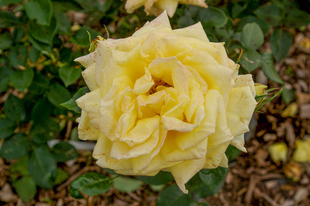 Citrina – Rose-Biblio