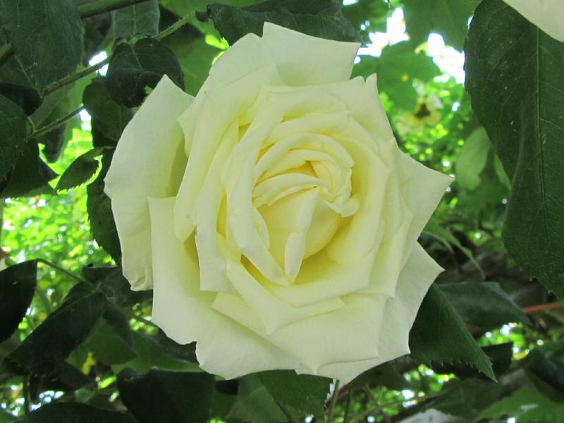 Pale Lemon Roses Paul's Lemon Pillar – Rose-Biblio