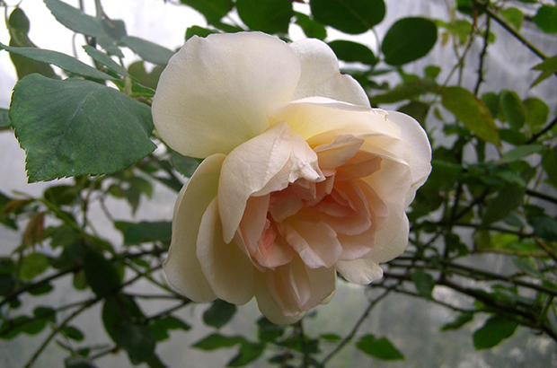 Desprez à fleurs jaunes, Himeno Rose Nursery.jpg
