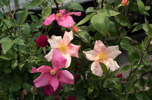 Mutabilis, Himeno Rose Nursery.jpg