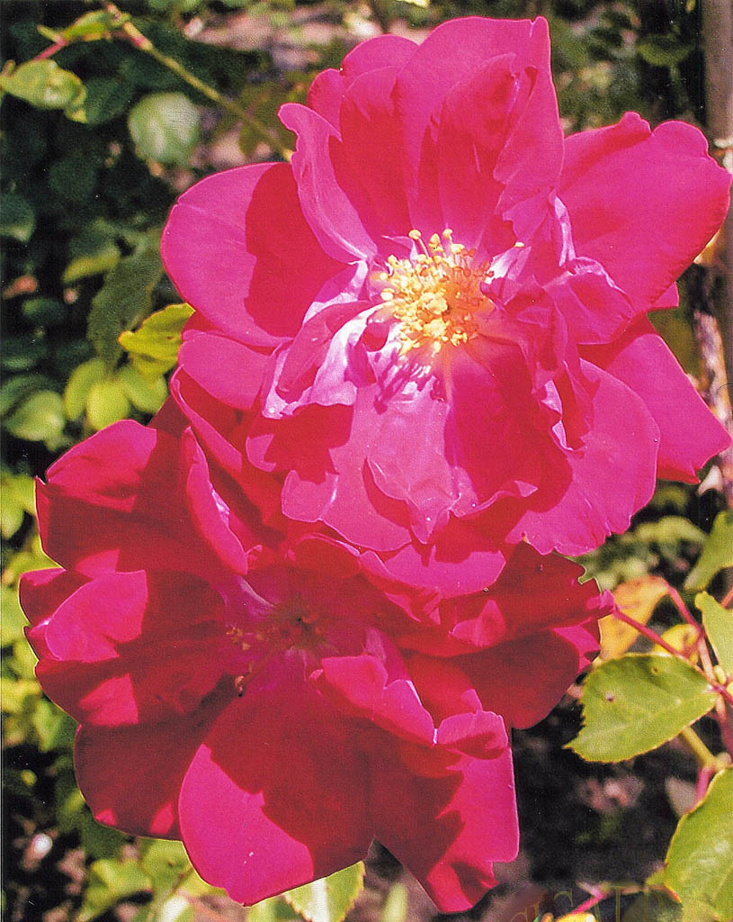 Cigaline – Rose-Biblio